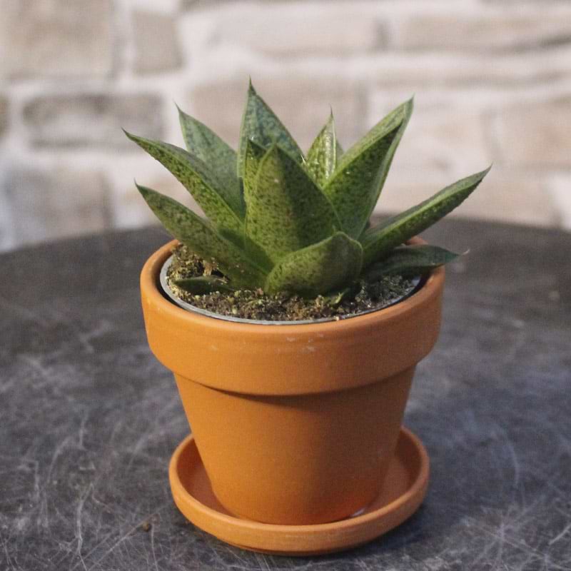Sukkulent Gastera 'D Due'