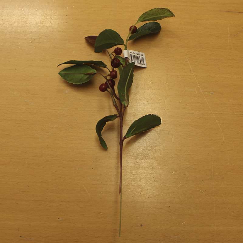 Kvist Gaultheria Røde Bær