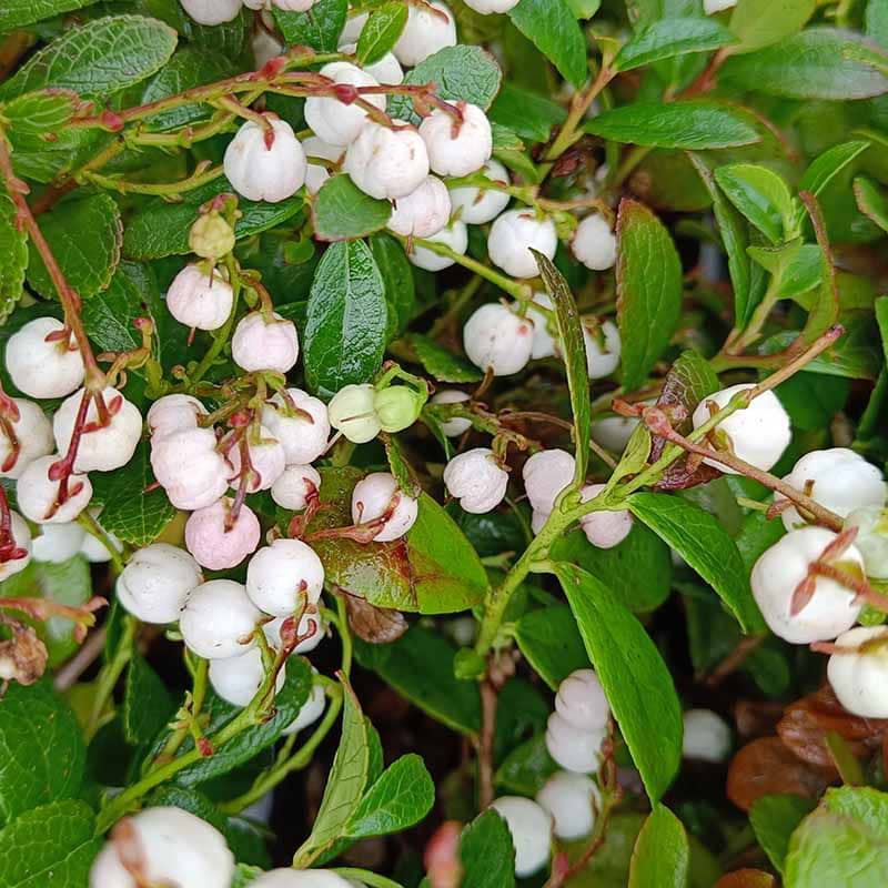 Bjerg-te Gaultheria miqueliana