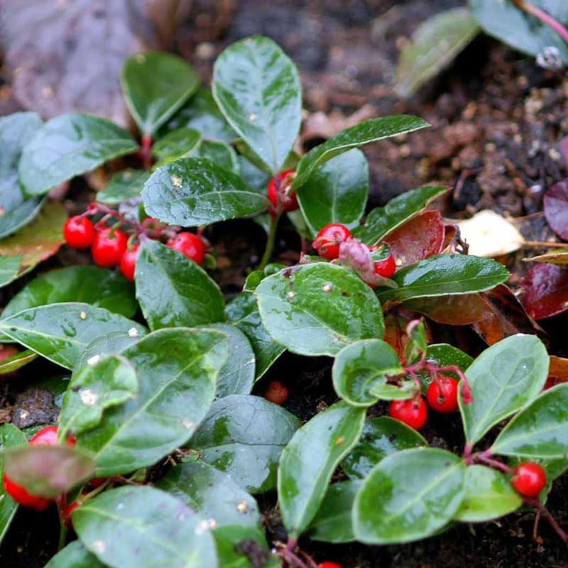 Gaultheria procumbens