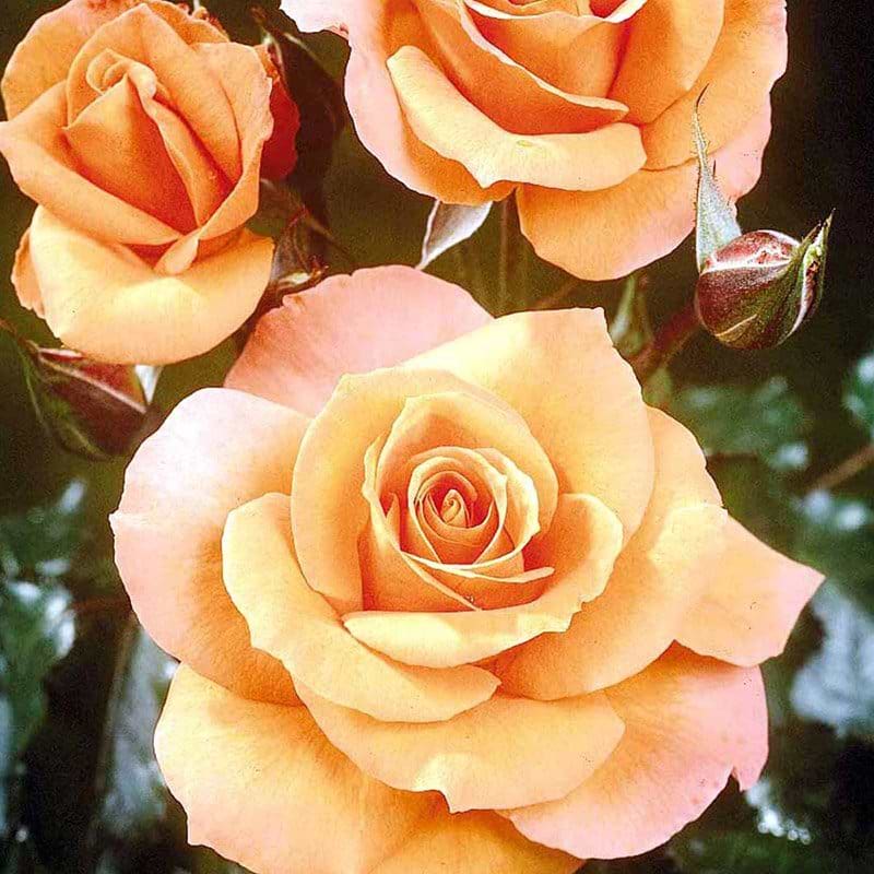 Storblomstrende rose orange