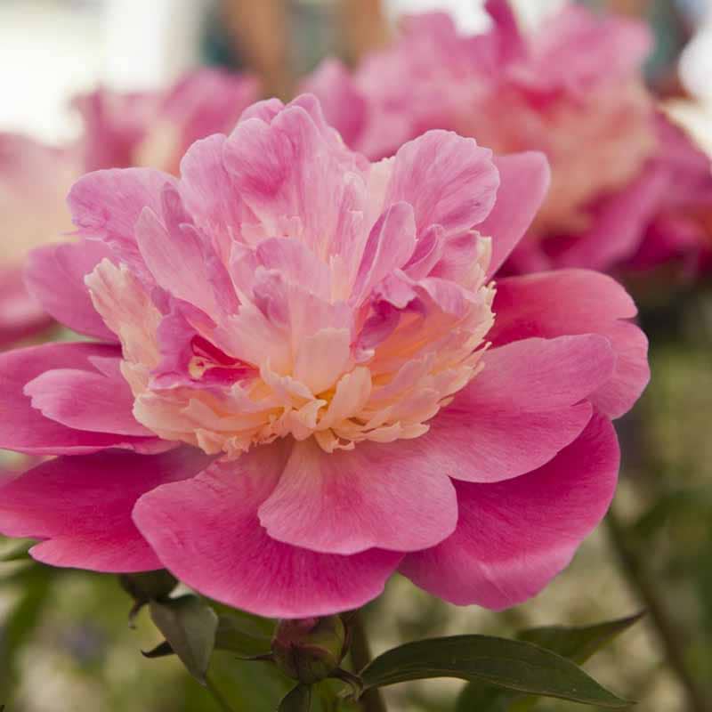 Paeonia lactiflora Gay Paree