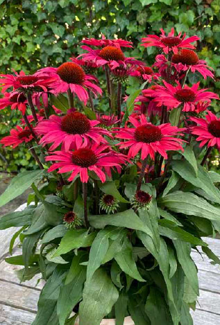 Purpursolhat (Echinacea 'Sunseekers pomegranate') Potte 1 liter
