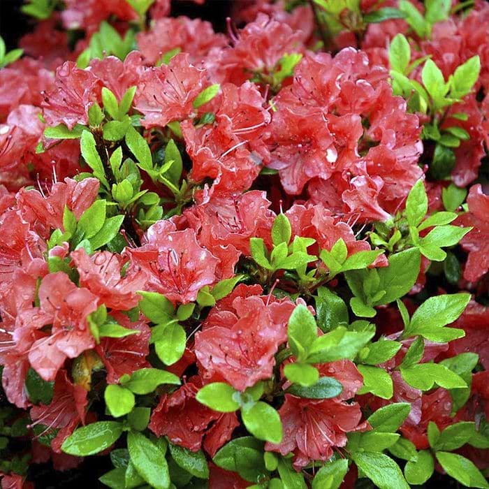 Rhododendron (Rhododendron 'Geisha Orange')