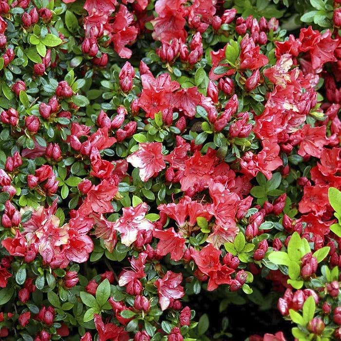 taxus baccata dovastoniana Jetzt Adlerschwingen-Eibe 'Dovastoniana' online kaufen bei Bohlken  Pflanzenversand – Bohlken Pflanzenversand GbR main image 0