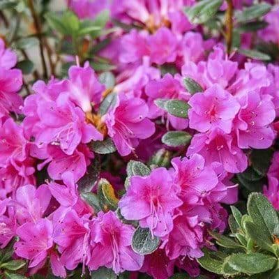 lilla blå blomster