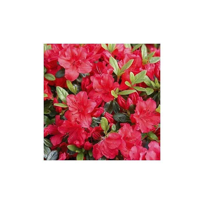 Japansk Azalea (Rhododendron 'Geisha Satschiko') 25-30 cm*