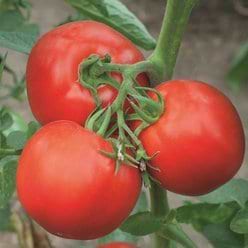 drivhus tomat