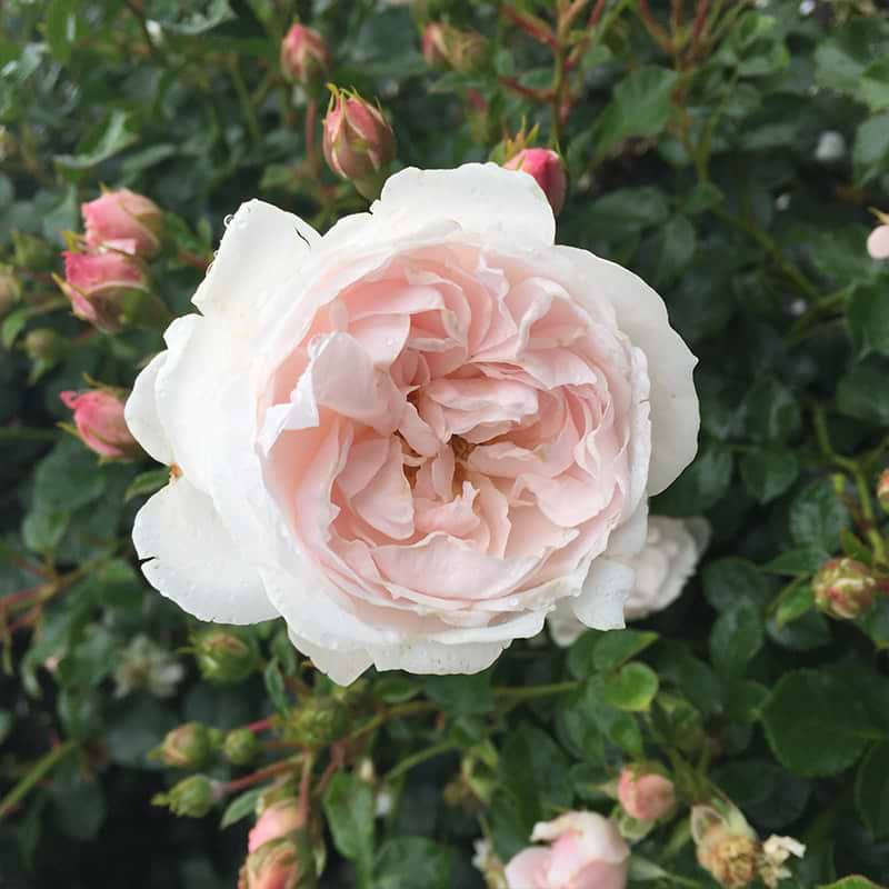 Genforenings rosen