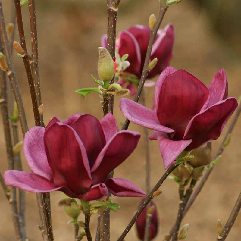 Magnolia Genie