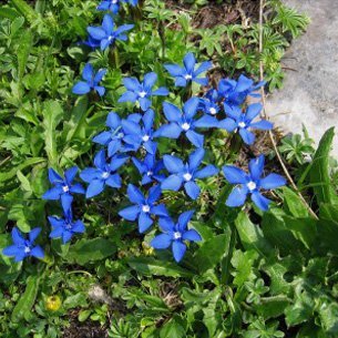 Forårs Ensian (Gentiana 'Verna')