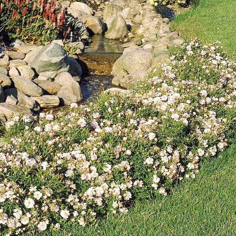 Bunddækkende rose Gentle Cover