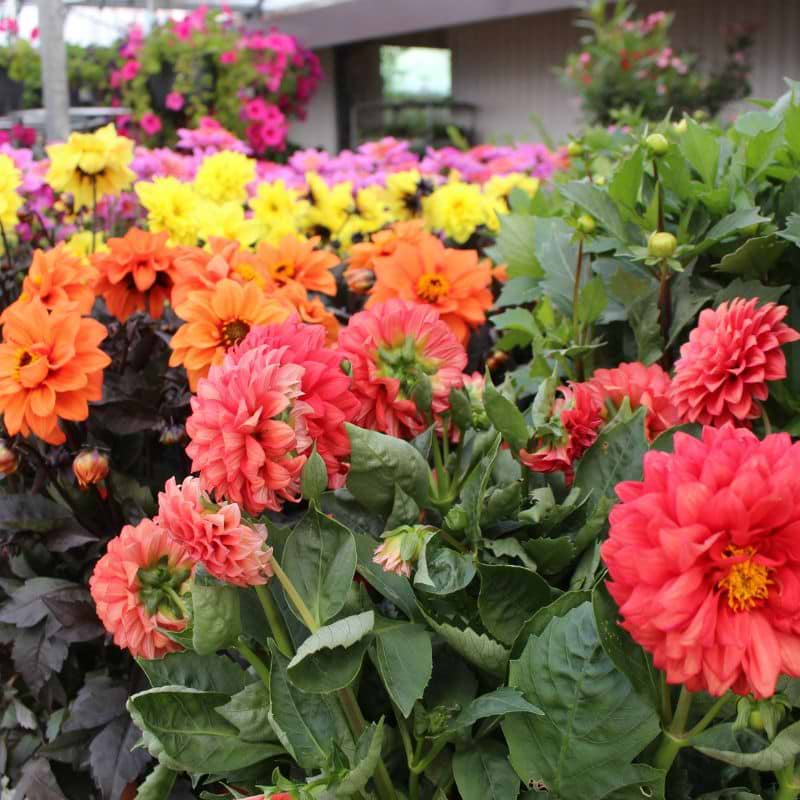 Georgine (Dahlia) - Flere varianter