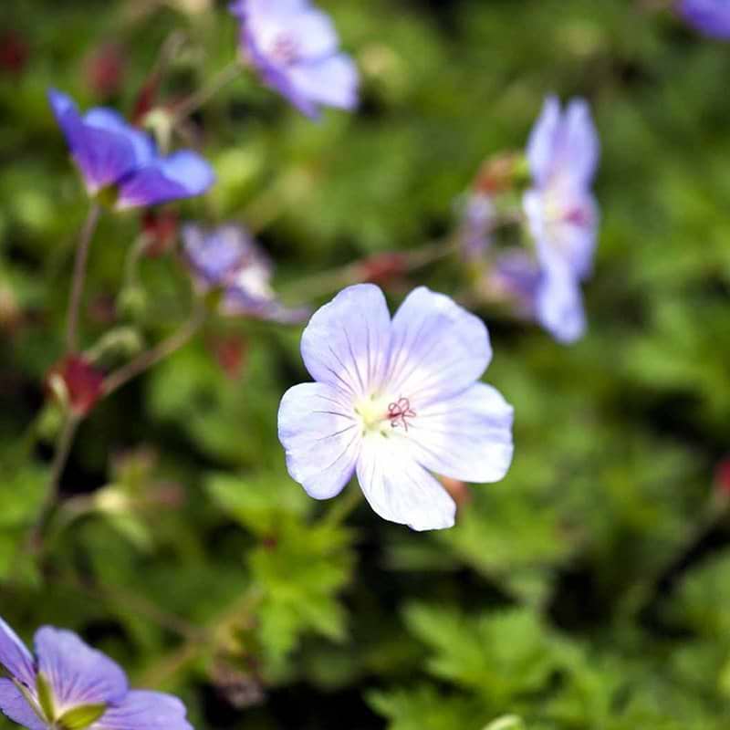 Geranium Azure Rush blomst
