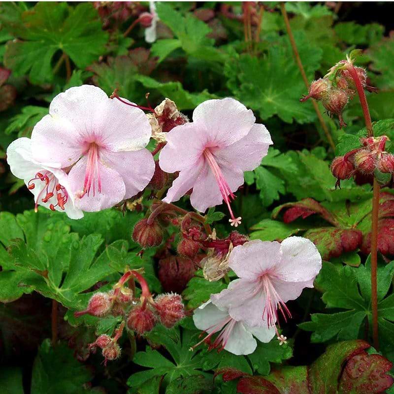 Geranium cantabrigiense Biokovo blomst