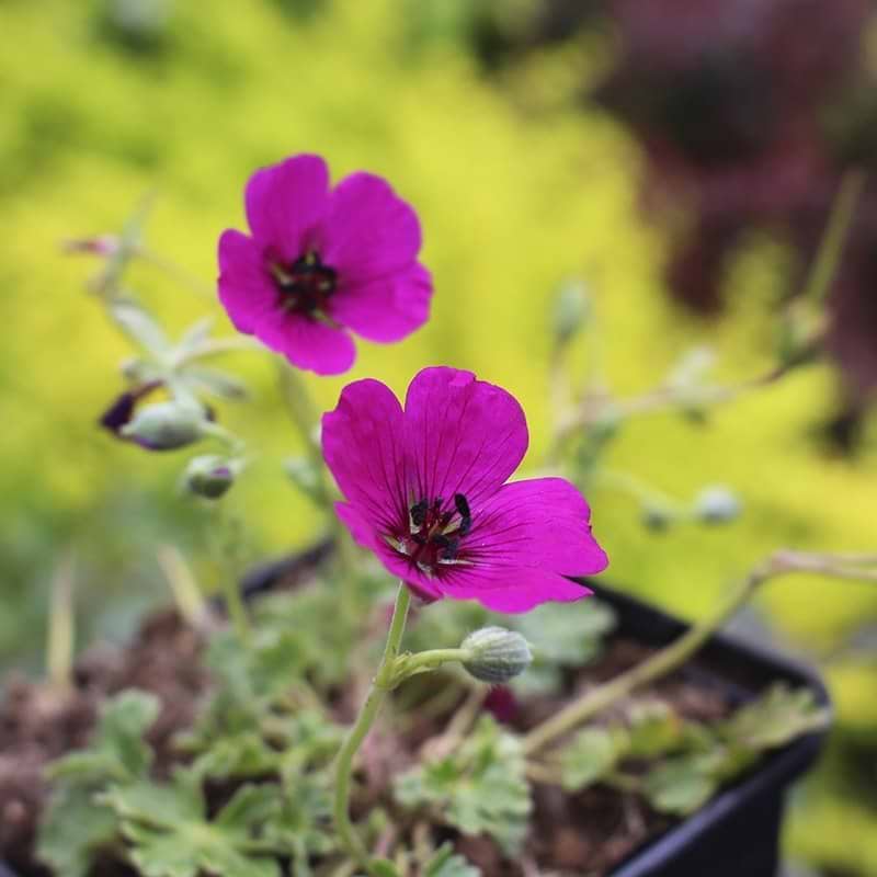 violette blomster