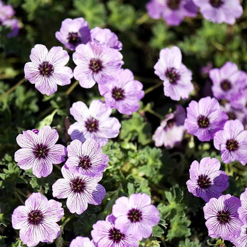 Geranium cinereum Ballerina