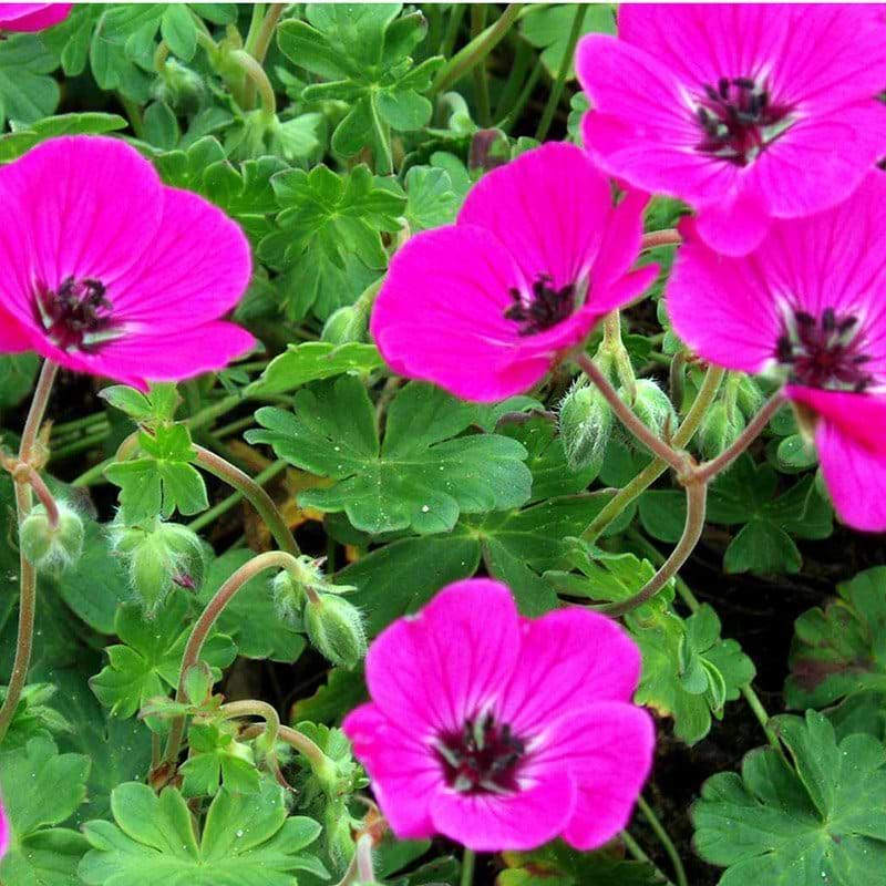 Geranium cinereum var sub. Splendens