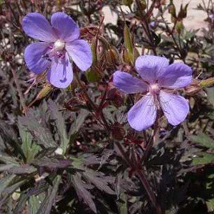 Geranium Hocus Pocus