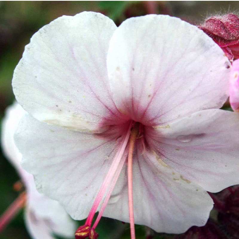 Storkenæb Spessart blomst