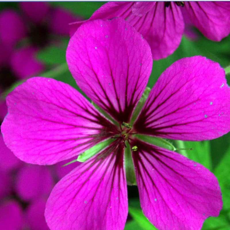 Geranium Patricia blomst