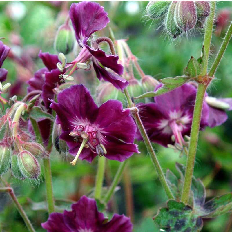 Geranium Samobor blomst
