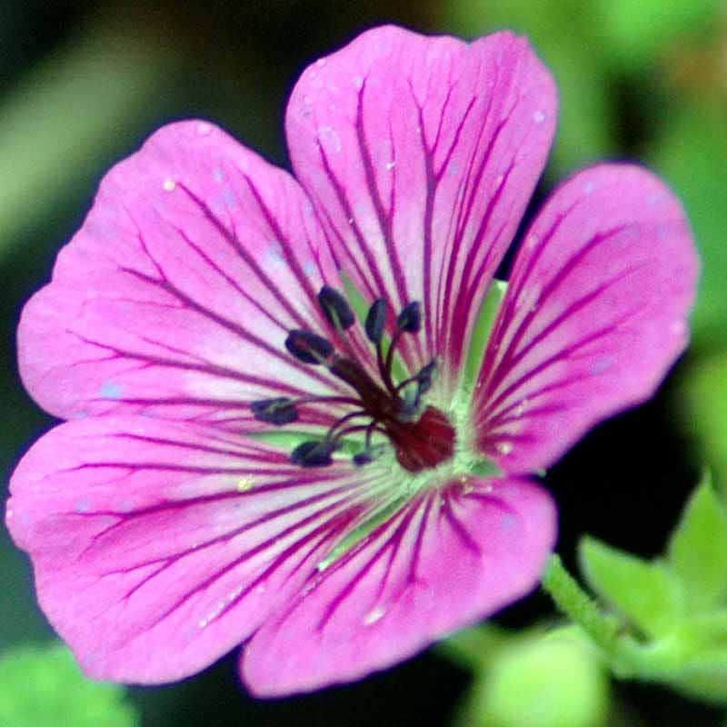 Storkenæb pink penny