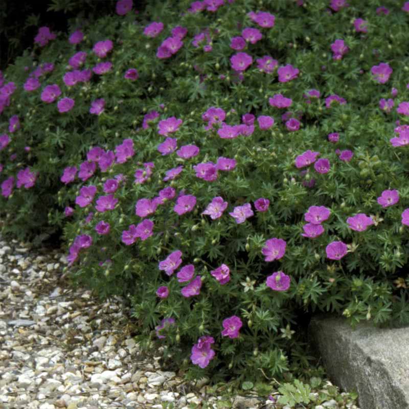 Blodrød-storkenæb (Geranium sanguineum)