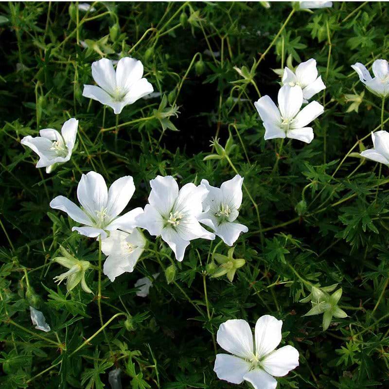 Geranium sanguineum Album blomst