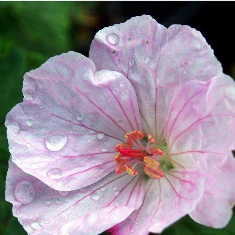 Geranium sanguineum Apfelblute blomst