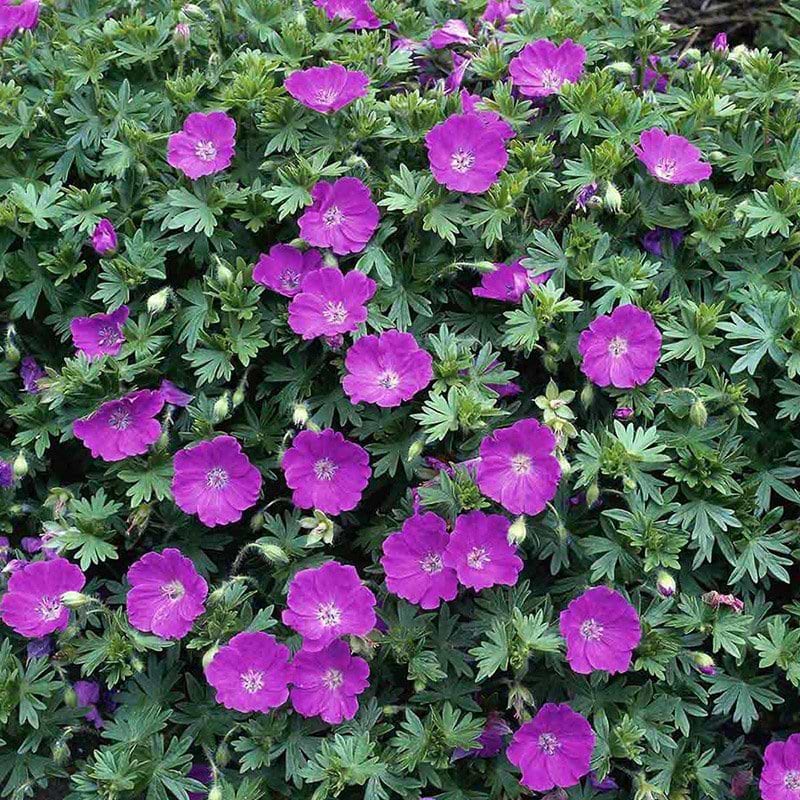 Geranium Max Frei bunddække