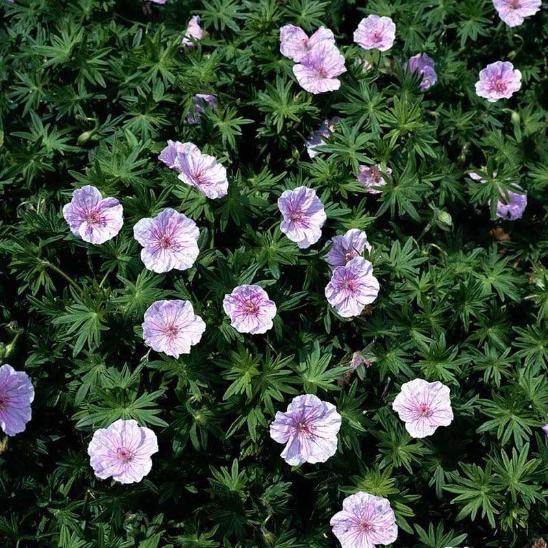 Geranium sanguineum var. striatum bunddække