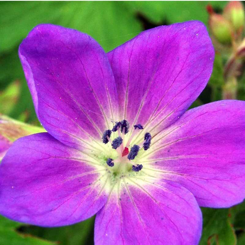 Geranium Mayflower blomst