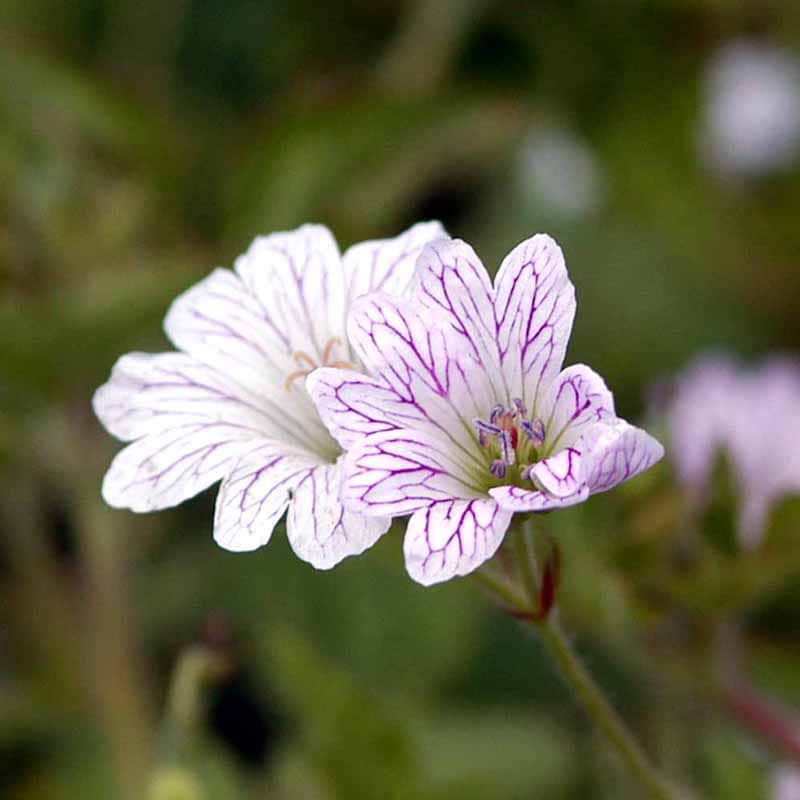 Geranium versicolor