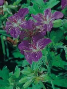 GERANIUM WLASSOVIANUM