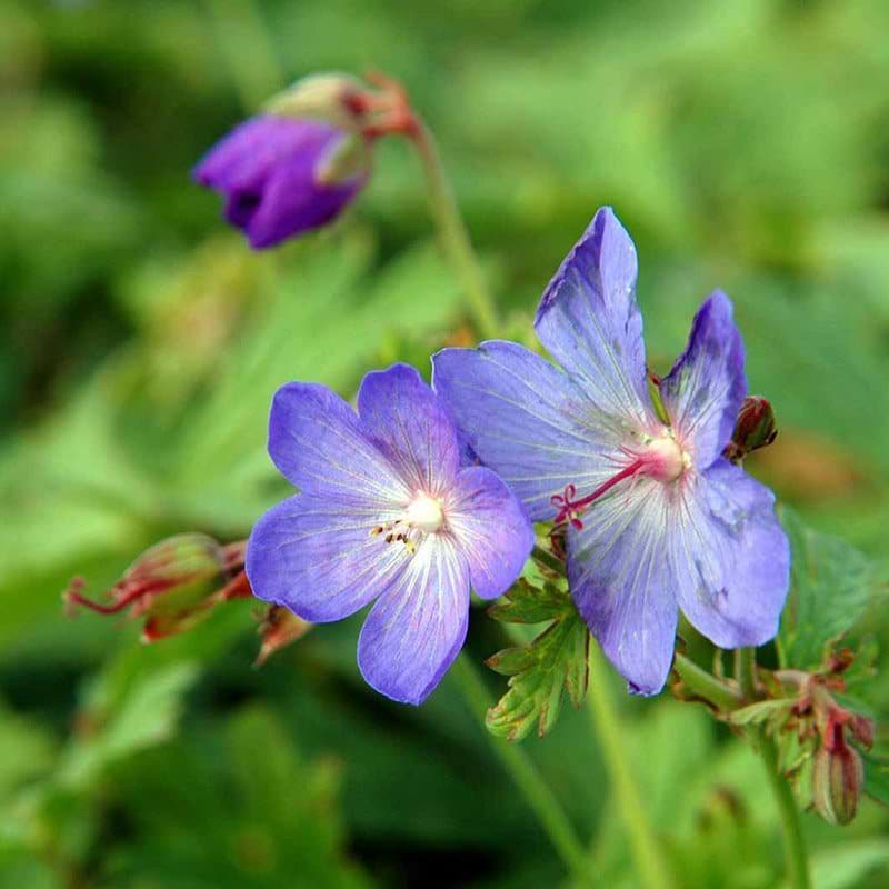 Storkenæb Johnsons Blue
