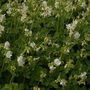 Geranium mac. White-ness