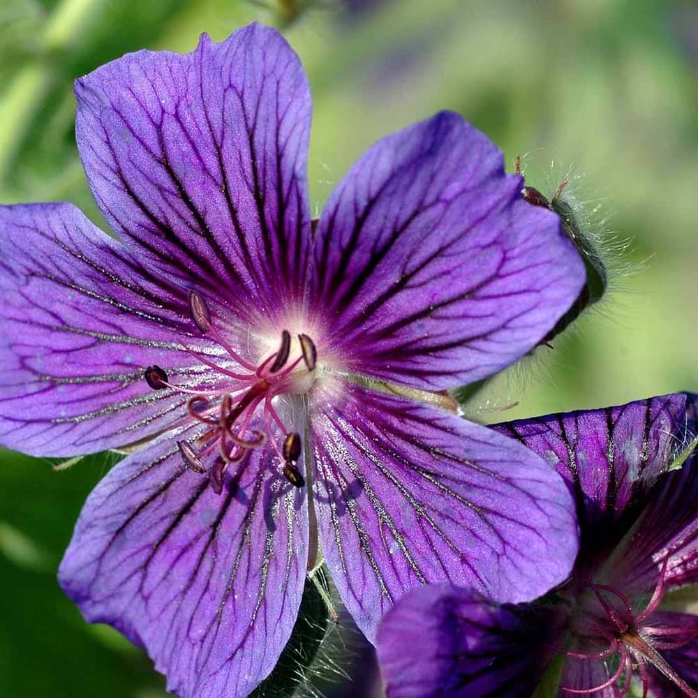 Geranium magnificum blomst