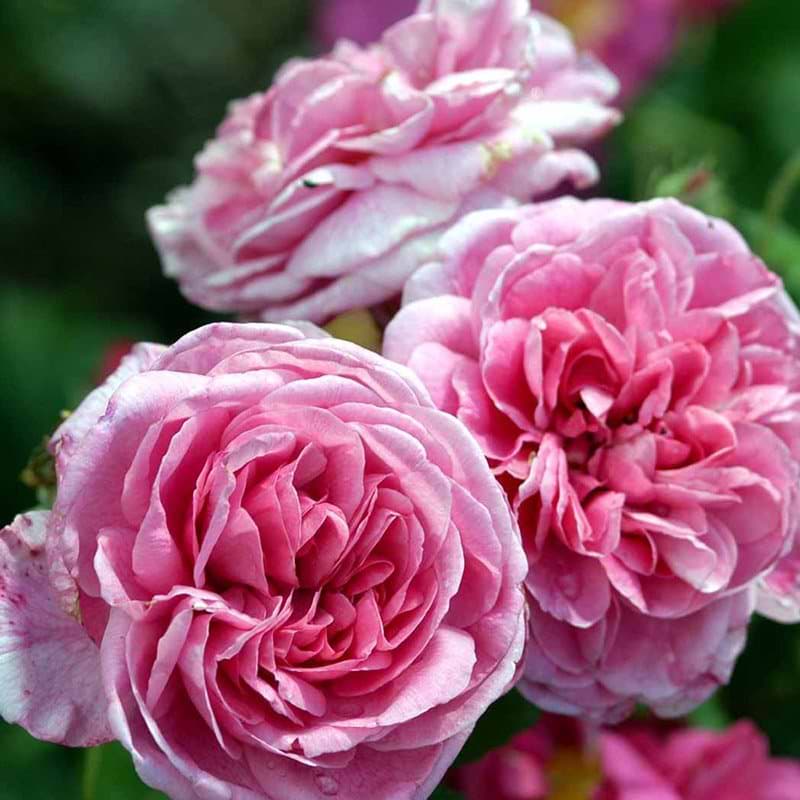 Gertrude Jekyll rose blomst