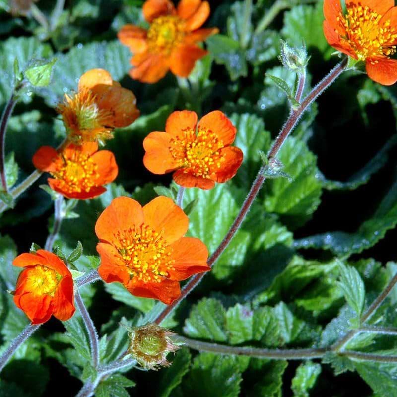 Nellikerod Geum coccineum ´Borisii´