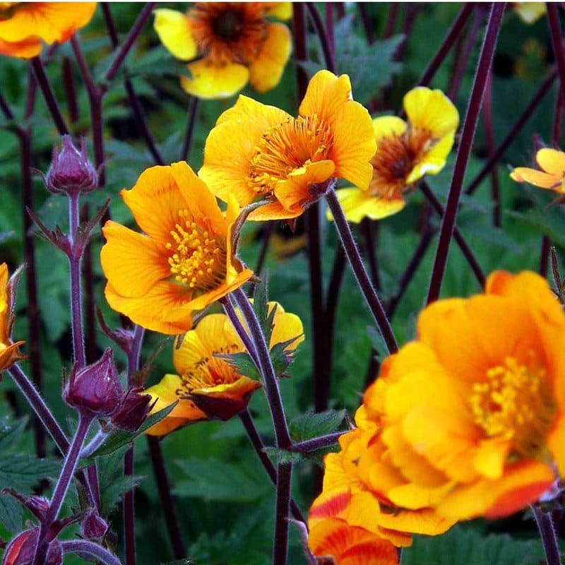Nellikerod Geum hybrid Karlskær gul orange