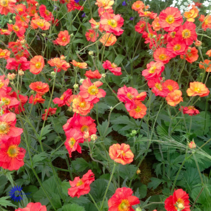 Nellikerod (Geum hybrid 'Scarlet Tempest')
