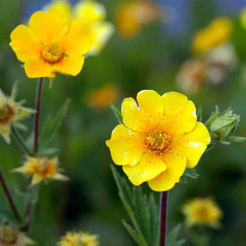 Geum montanum