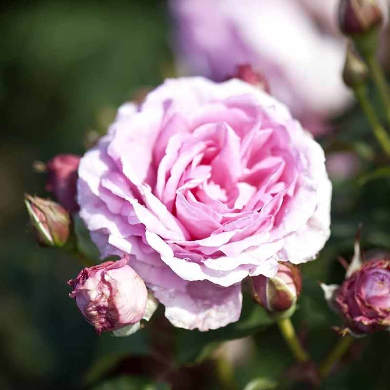 Ghita rose og knop