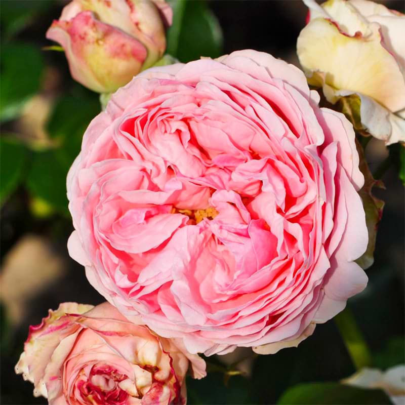 Giardina rose