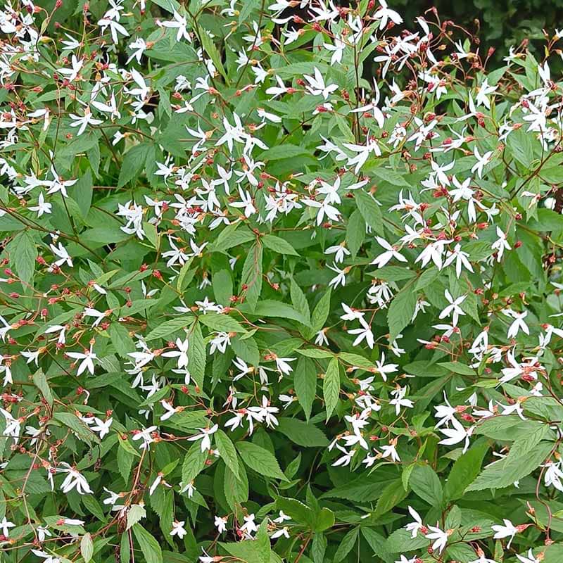 Sommerfugleblomst 