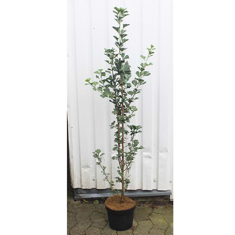 Ginkgo Menhir