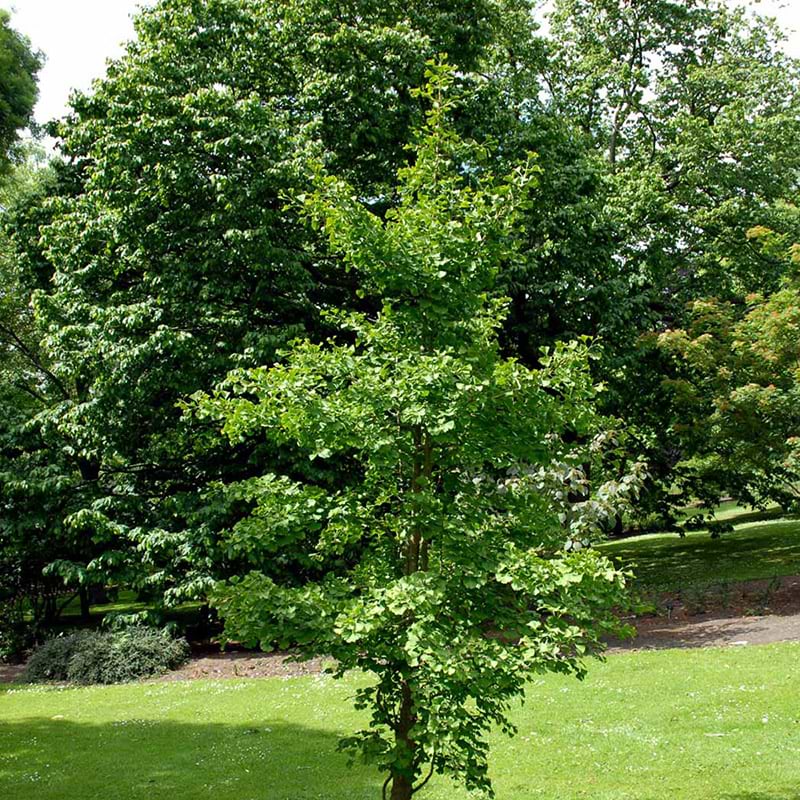 Tempeltræ Ginkgo biloba
