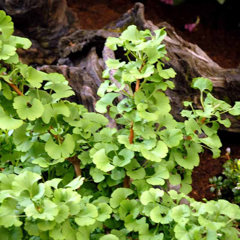 Ginkgo biloba Mariken