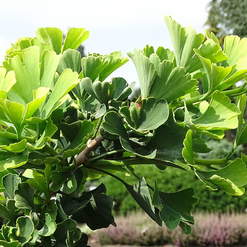 Ginkgo biloba Troll
